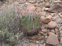 Ferocactus emoryi