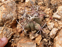 Ferocactus emoryi