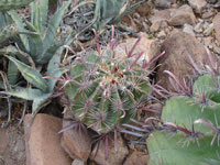 Ferocactus emoryi