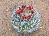 Ferocactus emoryi