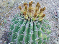 Ferocactus emoryi