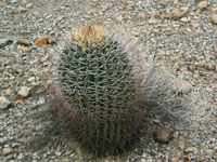 Ferocactus emoryi