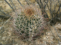 Ferocactus emoryi