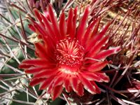 Ferocactus emoryi