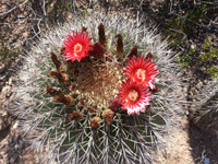 Ferocactus emoryi