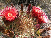 Ferocactus emoryi