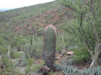 Ferocactus emoryi