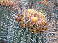 Ferocactus emoryi