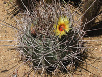 Ferocactus emoryi