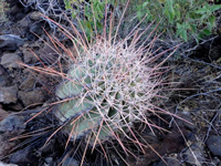 Ferocactus emoryi