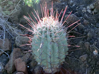 Ferocactus emoryi