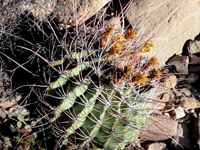 Ferocactus emoryi