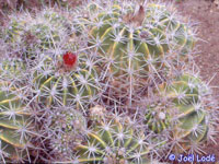 Ferocactus flavovirens