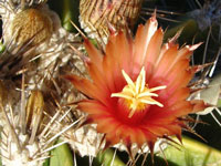 Ferocactus flavovirens