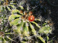 Ferocactus flavovirens