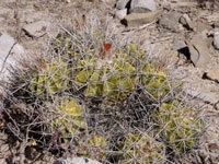 Ferocactus flavovirens