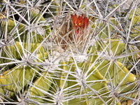 Ferocactus flavovirens