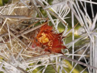 Ferocactus flavovirens