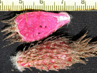 Ferocactus flavovirens