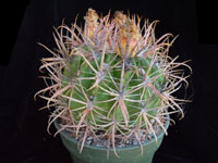 Ferocactus fordii