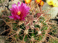 Ferocactus fordii