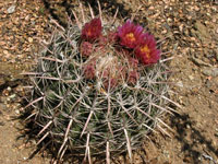 Ferocactus fordii