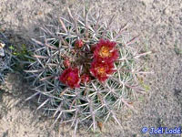 Ferocactus fordii