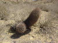 Ferocactus fordii