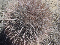 Ferocactus fordii