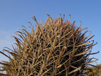 Ferocactus fordii