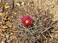 Ferocactus fordii