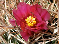 Ferocactus fordii