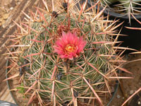 Ferocactus fordii