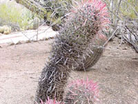 Ferocactus gracilis