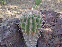 Ferocactus peninsulae