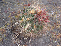 Ferocactus gracilis