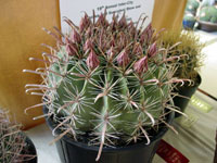 Ferocactus gracilis