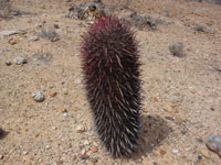 Ferocactus gracilis