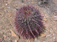 Ferocactus gracilis