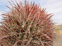 Ferocactus gracilis