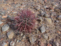 Ferocactus gracilis