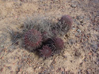 Ferocactus gracilis