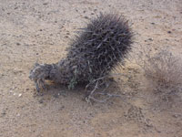 Ferocactus gracilis