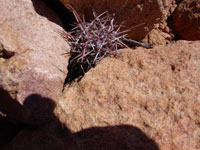 Ferocactus gracilis