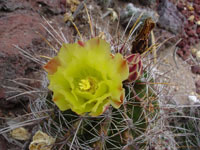 Ferocactus hamatacanthus