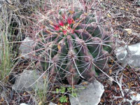 Ferocactus hamatacanthus