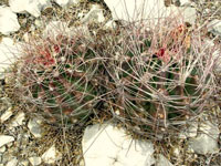 Ferocactus hamatacanthus