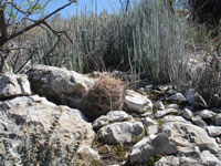 Ferocactus hamatacanthus