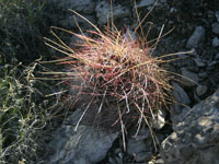 Ferocactus hamatacanthus