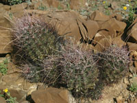 Ferocactus hamatacanthus